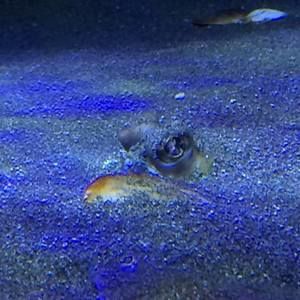 Meet your Posher, Downstairs